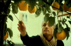 Айва, дерево солнца (El sol del membrillo)